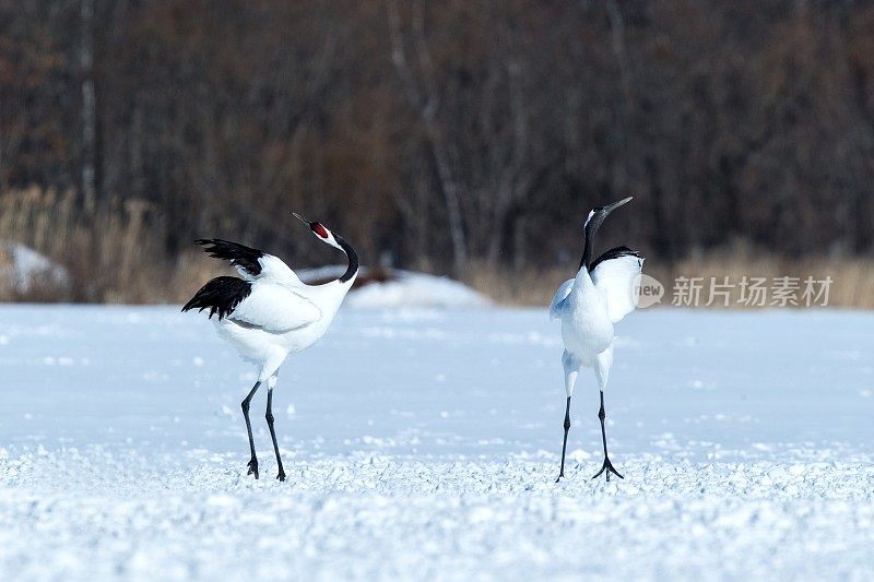丹顶鹤(grus japonensis)张开翅膀在白雪覆盖的草地上跳舞，交配舞蹈仪式，冬季，日本北海道，日本鹤，美丽的黑白鸟类，优雅，野生动物